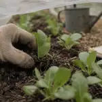 Quand planter des salades : jeunes plants, évitez la montée en graines