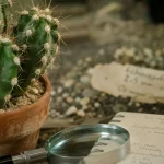 Cactaceae : gros plan des aréoles et épines d’un cactus en pot