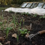 Que planter en octobre au potager : rangs d’ail et mâche sous paillage et voile