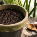 marc de café plante en fine couche dans un pot